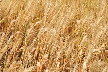 wheat