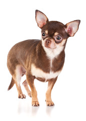 Chihuahua