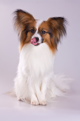Papillon Dog