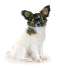 Papillon puppy