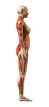 Anatomy of female muscular system