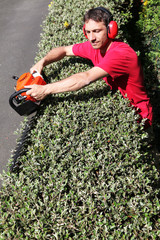 taille haie et son jardinier pépiniériste sur haie vive