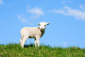 Cute lamb