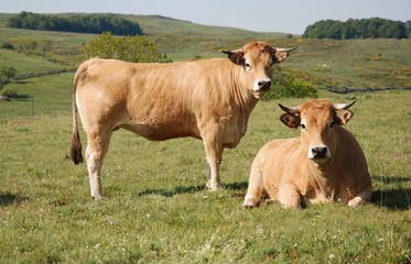 Deux Aubrac
