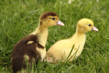 Yellow and brown ducklings on grass