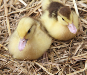 Two ducklings on hay
