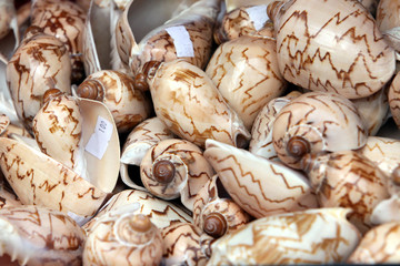 Schneckenmuscheln im Souvenierladen