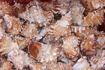 Schneckenmuscheln im Souvenierladen