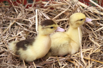 Two ducklings on hay