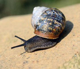 Snail