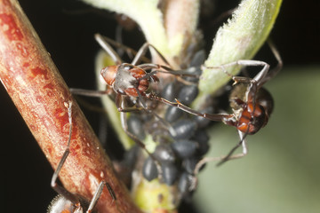 Wood ants guarding aphids