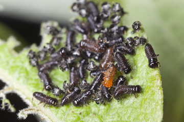 Leaf beetle larva, extreme close up