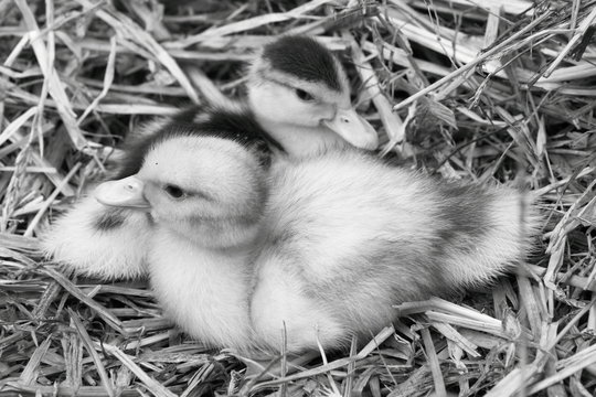 Two ducklings on hay in black and white