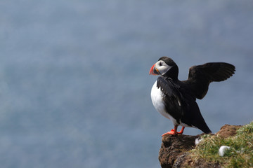 Puffin