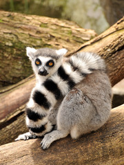 Ring-tailed lemur is sitting on a tree trunk