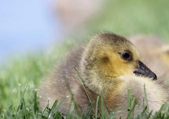 bébé outarde