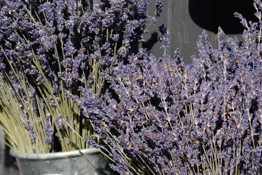 provence