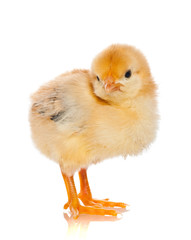 Obraz premium Cute little baby chicken against white background