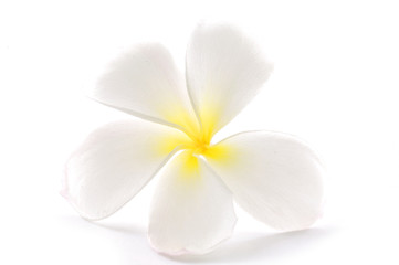 Glorious frangipani or plumeria flowers
