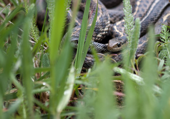 Garden Snake