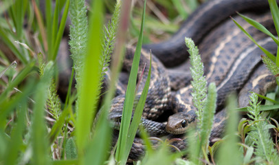 Garden Snake