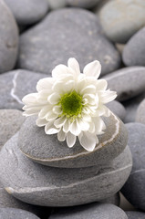 White daisy flower on gray pebble