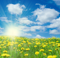 Yellow flowers on field