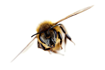 Westerse honingbij tijdens de vlucht, met scherpe focus op zijn kop