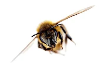 Deurstickers Bij Westerse honingbij tijdens de vlucht, met scherpe focus op zijn kop