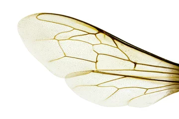 Fotobehang Vleugel van westerse honingbij, Apis mellifera © peter_waters