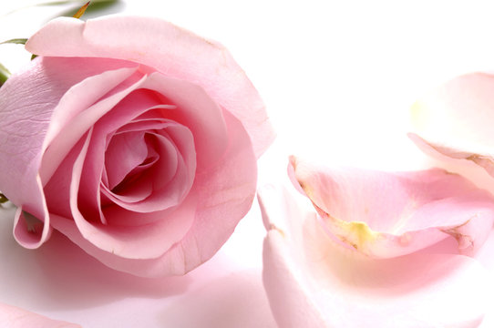 Close up of rose with petals