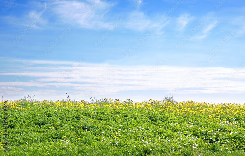 Wall mural field of dandelions