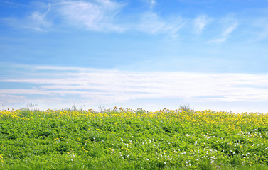 Field of dandelions