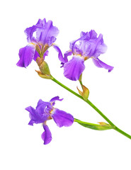 branch of iris flowers closeup on white background