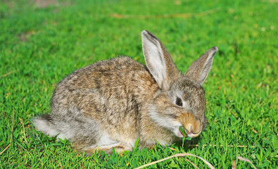 fluffy rabbit nibble the green grass
