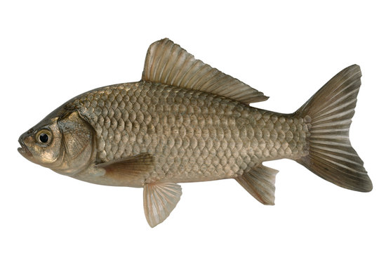 Silvery crucian