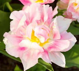 Fototapeta na wymiar Beautiful Dutch tulip in closeup