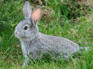 rabbit on the green grass