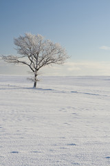Fototapeta na wymiar Lonely Tree in the Snow