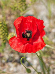 Naklejka premium papavero