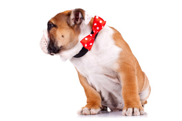 english bulldog puppy wearing a red ribbon