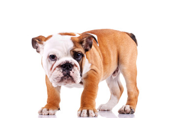 english bulldog puppy  looking at the camera