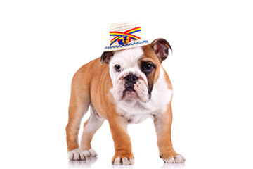 cute english bulldog puppy