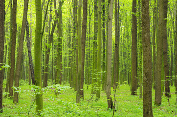 green forest