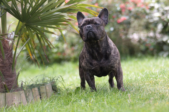 bouledogue fran&ccedil;ais