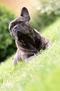 bouledogue fran&ccedil;ais