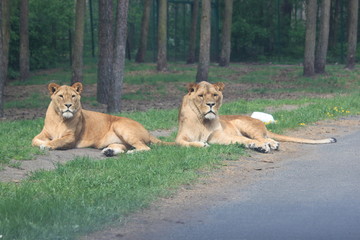 Naklejka premium Löwenfamilie
