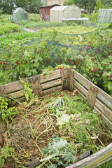 Compost bin in a vegetable garden with red currant bushes