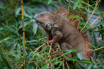 Grüner Leguan / Green Iguana / Iguana iguana