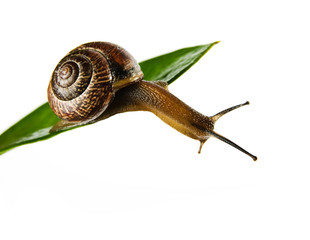 snail